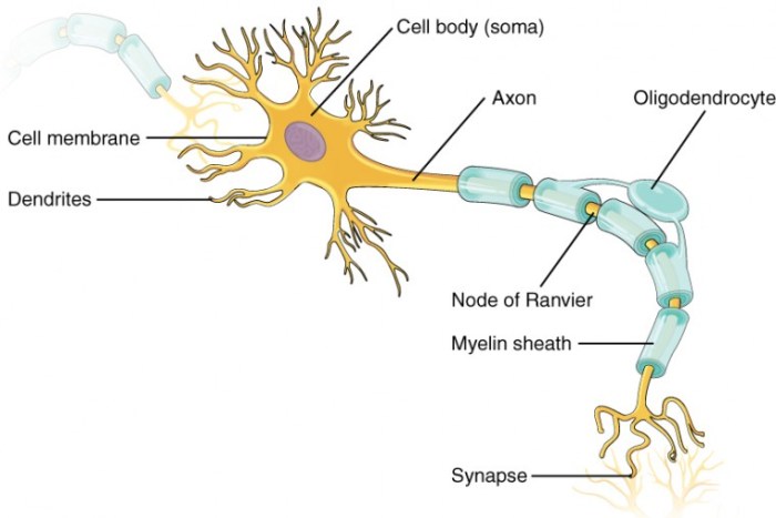 Anatomy of a neuron worksheet