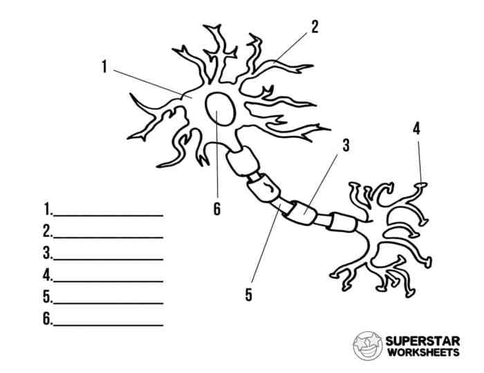 Anatomy of a neuron worksheet