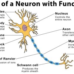 Anatomy of a neuron worksheet