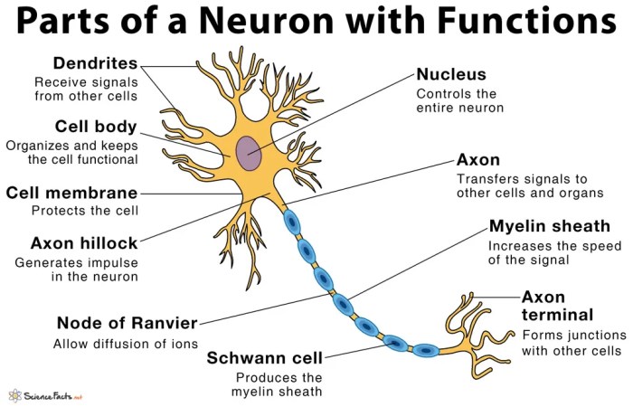 Anatomy of a neuron worksheet