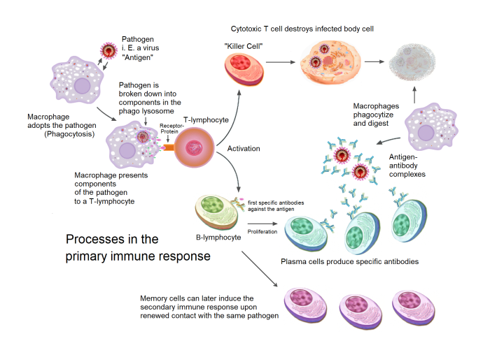 Immune mediated