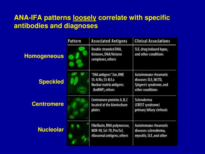 Ana titer 1 1280 homogeneous