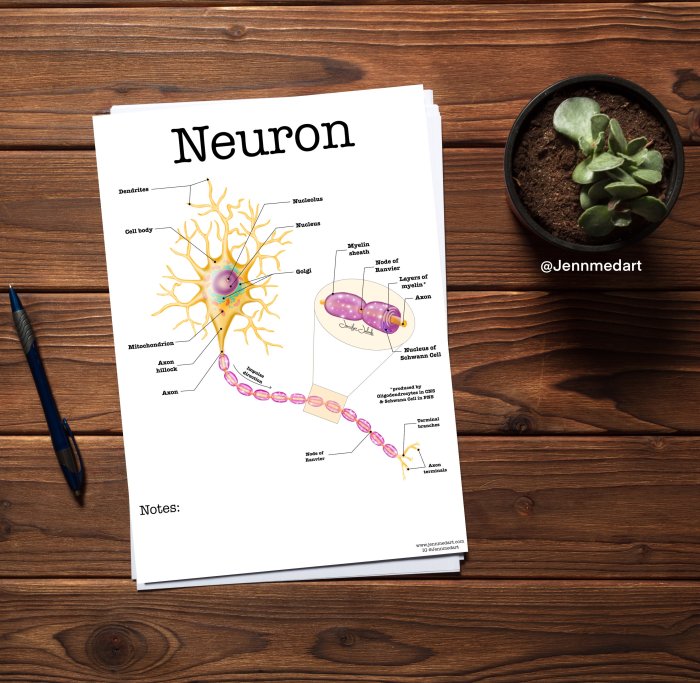 Anatomy of a neuron worksheet