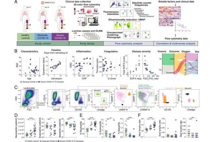 Immunity responses immune antibodies adaptive sars cov complicated reinfection gertrud virology