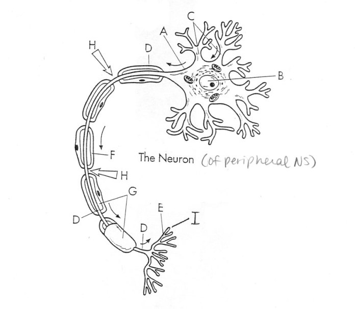 Anatomy of a neuron worksheet