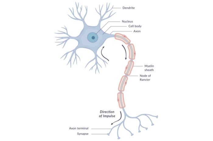 Anatomy of a neuron worksheet