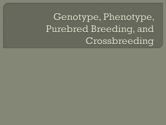 Which of the genotypes in #1 would be considered purebred