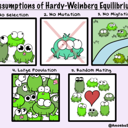 Student exploration hardy weinberg equilibrium