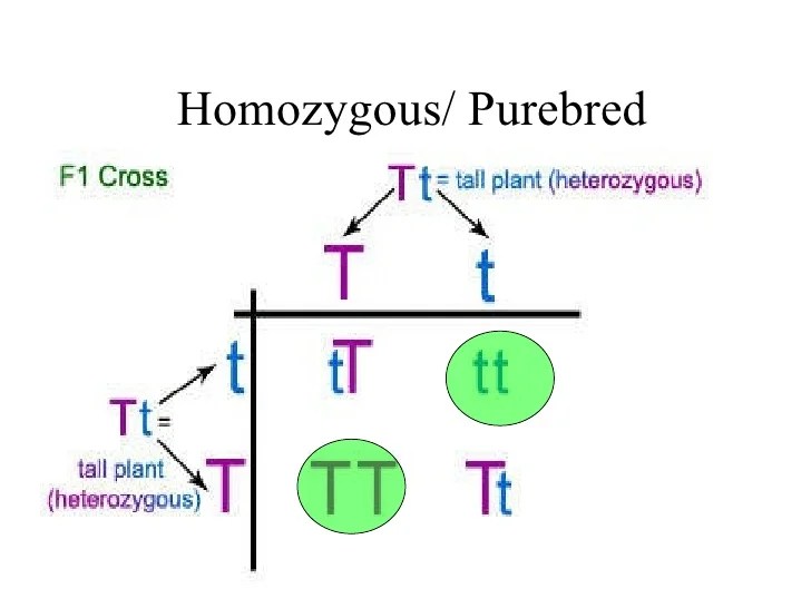 Genetics mendel dominant recessive alleles